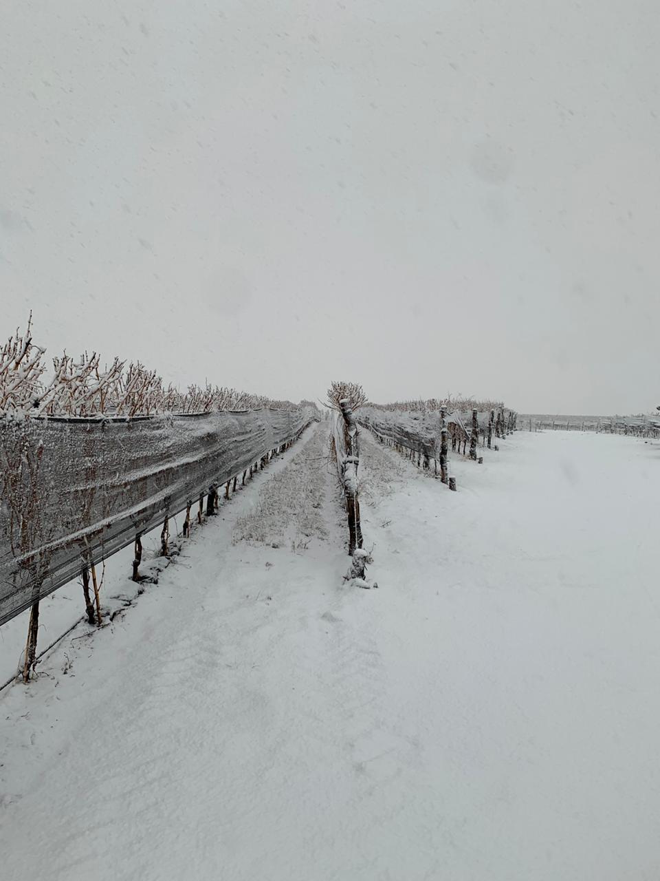 Nieve en los viñedos 27 Nieve en los viñedos - Finca Las Cuchillas (Zuccardi Wines) - San Pablo - Tupungato - Foto Sebastián Zuccardi