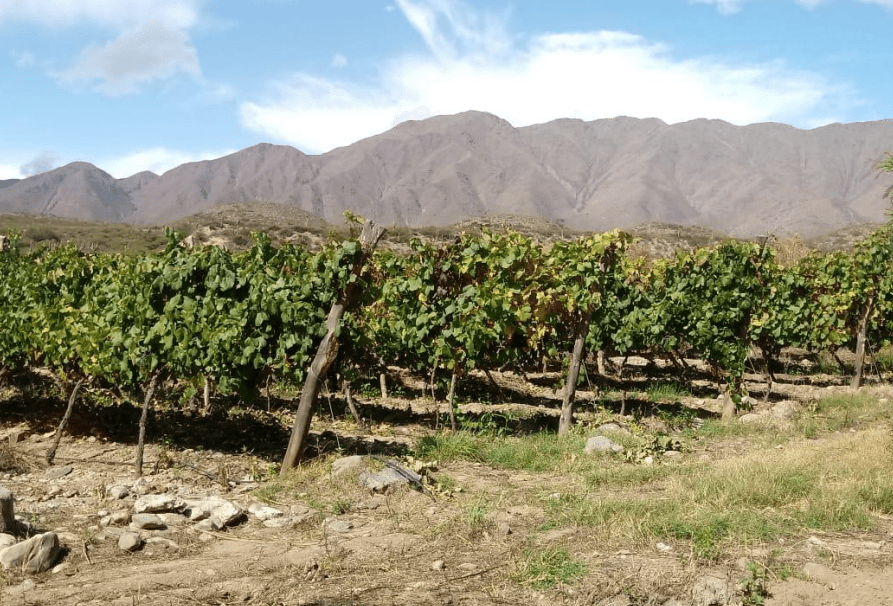 Altos La Ciénaga, el ADN del vino tucumano 11 Altos La Ciénaga