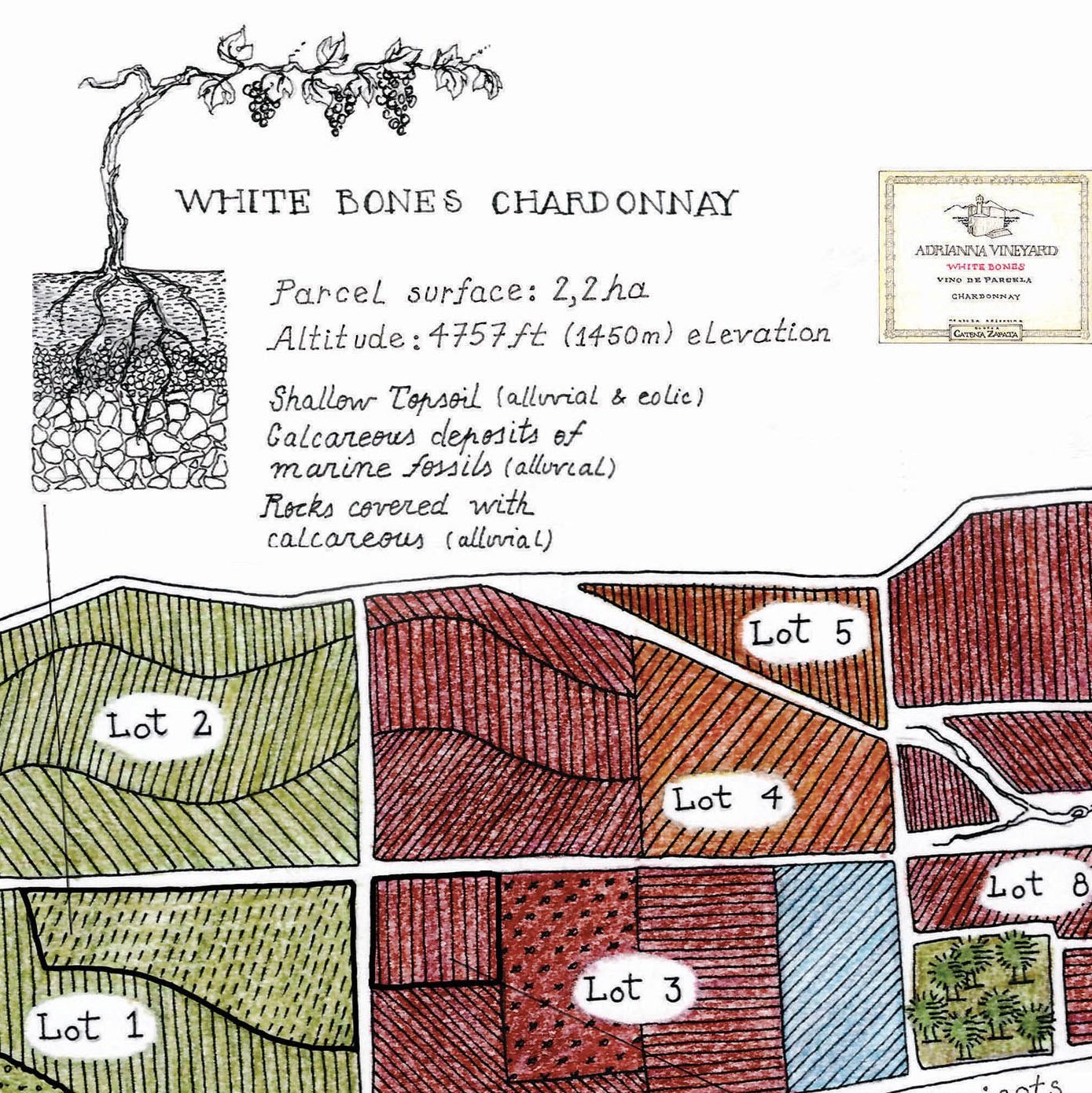 Adrianna Vineyard Vinos de Parcela, mensajeros del terruño 9 Adrianna Vineyard White Bones