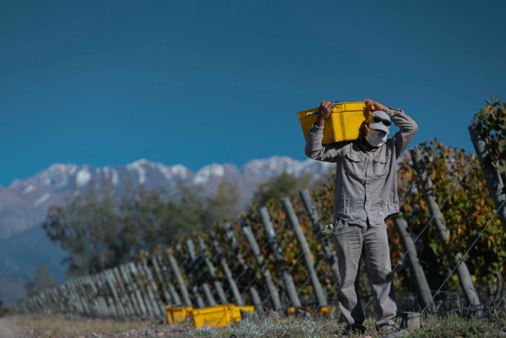 Silvio Alberto: "La cosecha 2021 define como ninguna otra el concepto de terroir" 5 Silvio Alberto Bodegas Bianchi Cosecha 2021